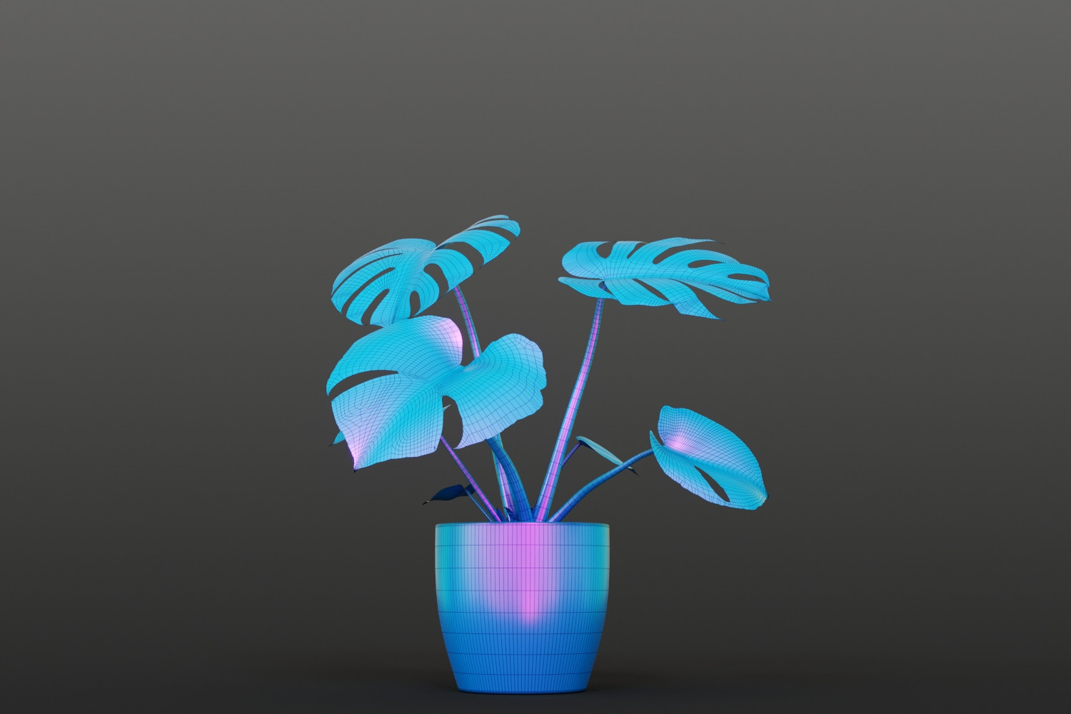 Small monstera plant 3D Model