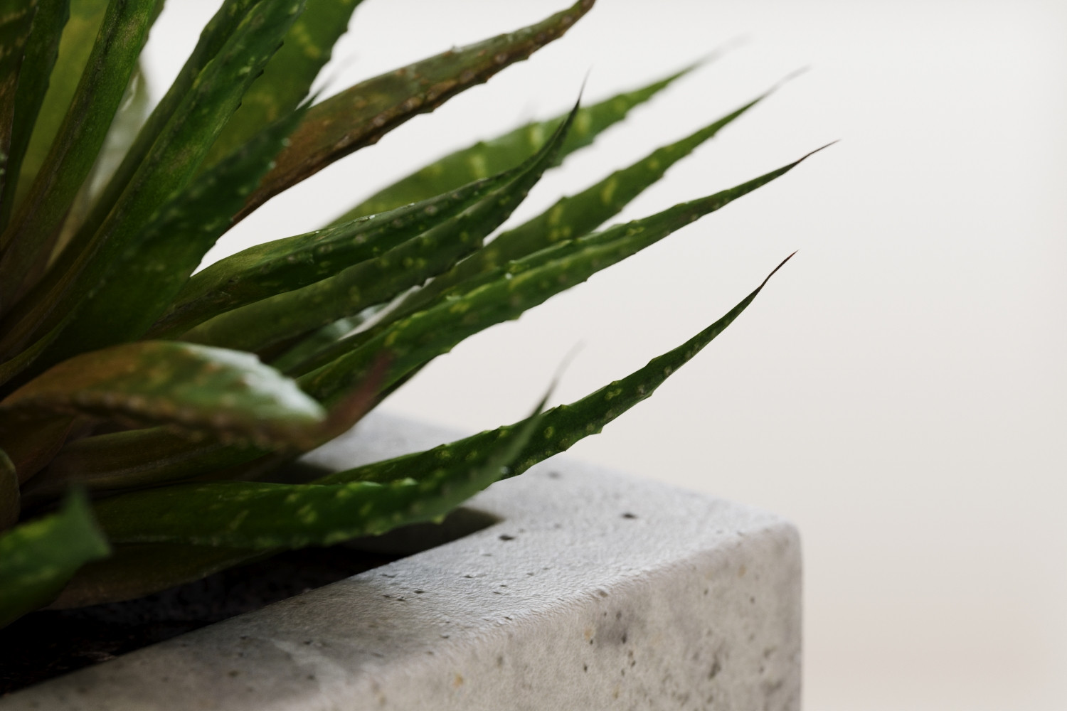 Aloes in concrete pot 3D Model