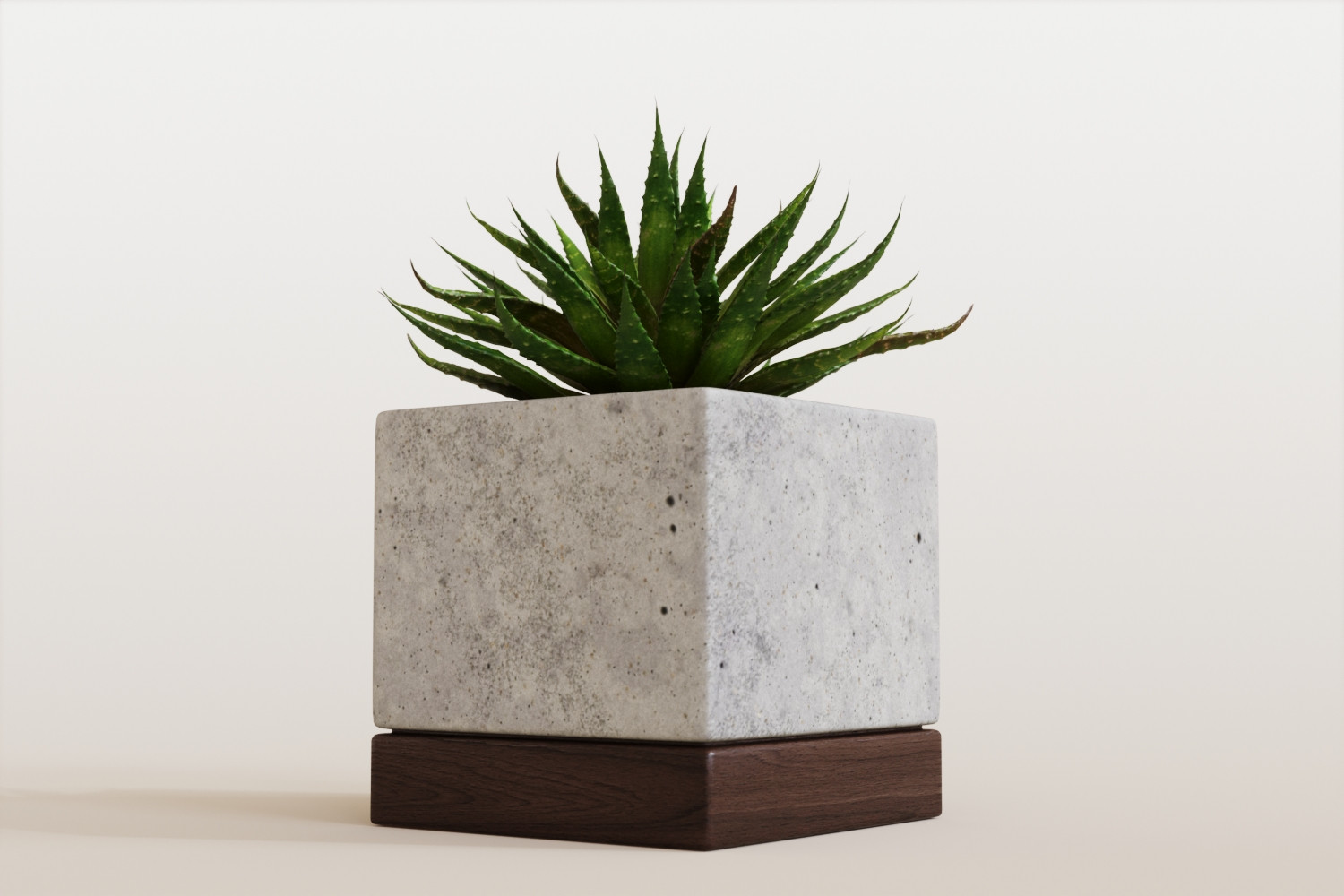 Aloes in concrete pot 3D Model